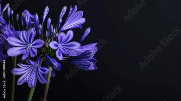 Obraz Agapanthus with copy space
