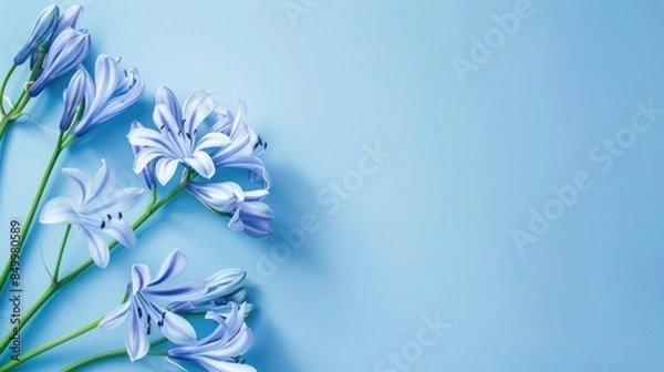 Obraz Agapanthus with copy space