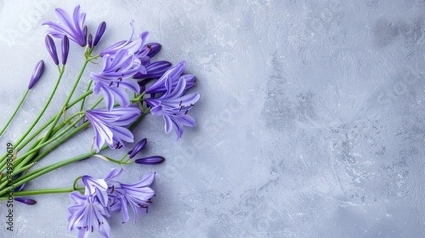 Obraz Agapanthus with copy space