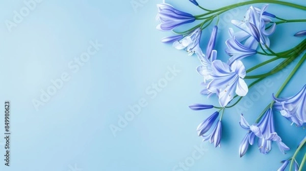 Obraz Agapanthus with copy space