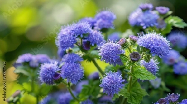 Obraz Ageratum