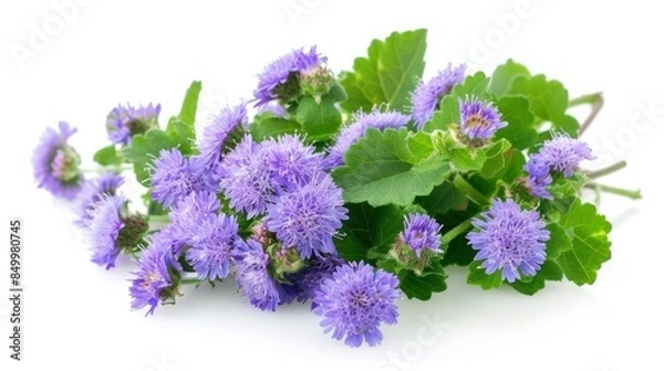 Obraz Ageratum on white background