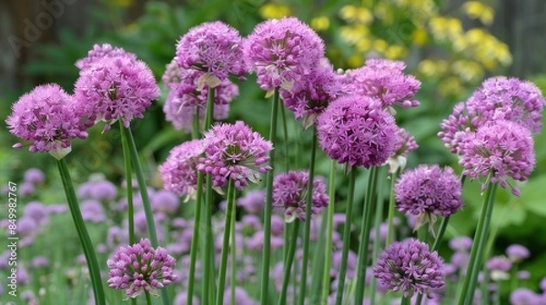 Obraz Allium