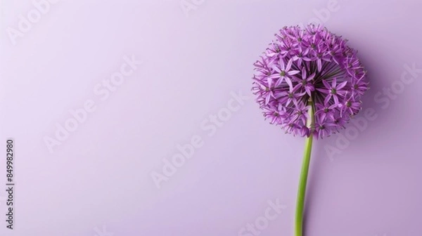 Obraz Allium with copy space