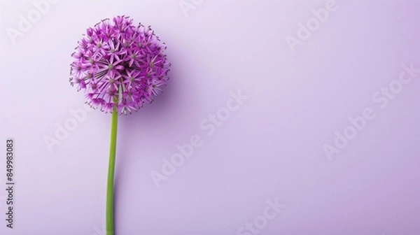 Obraz Allium with copy space