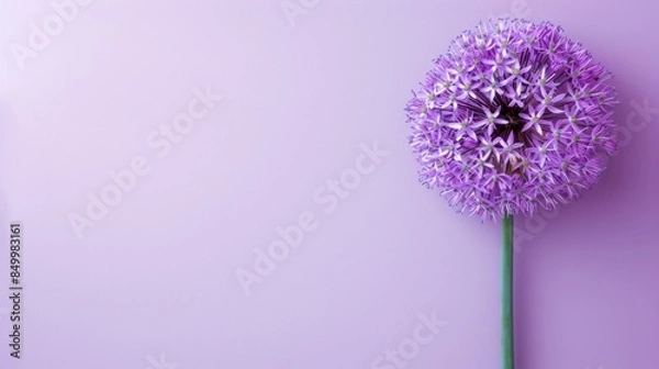 Obraz Allium with copy space