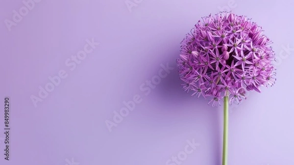 Obraz Allium with copy space
