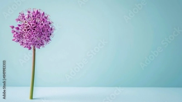 Obraz Allium with copy space 