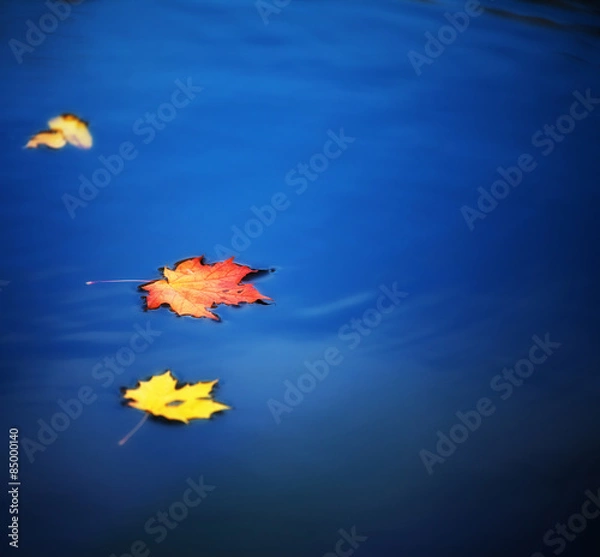 Fototapeta maple leaves on water
