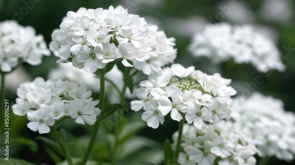 Obraz Candytuft