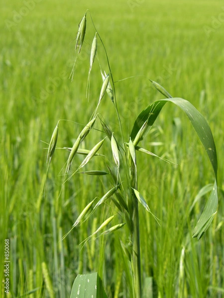 Obraz oat