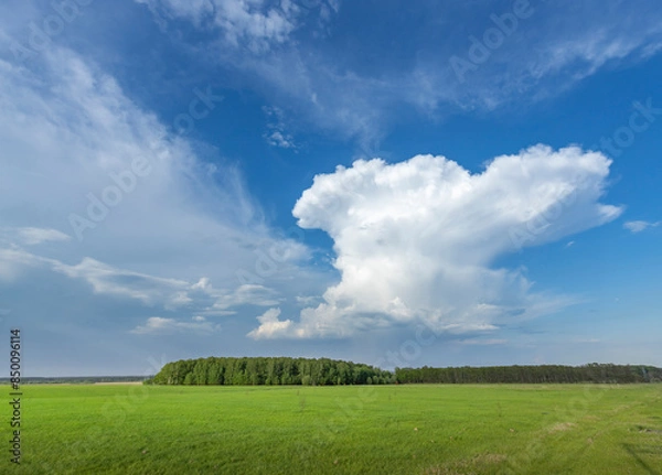 Fototapeta A wide open field stretching towards a cluster of trees in the distance, offering a tranquil and picturesque view of natures beauty under the soft light of spring.