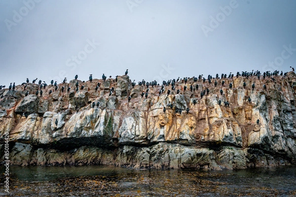Obraz Magellanic penguins at the beach of Cabo Virgenes at kilometer 0 of the famous Ruta40 in southern Argentina, Patagonia, South America 
