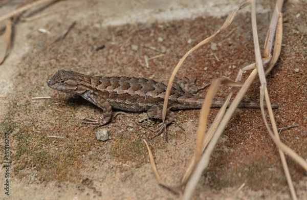 Obraz Western Fence Lizard of California crawling under dry grass. Tip of tail is missing.
