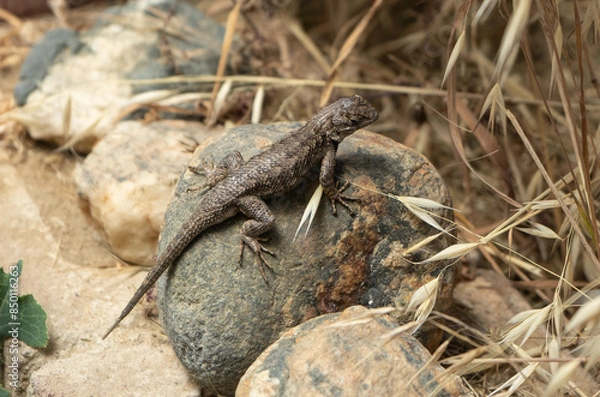Obraz Western Fence Lizard of California on a rock. Tip of tail is growing back.
