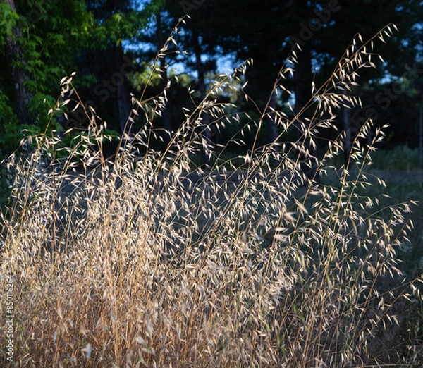 Obraz Tall dry oat grass in summer creates a fire hazard