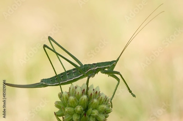 Fototapeta Macro of the Bush cricket, Saga Pedo, large predatory insect, sitting on a sprout
