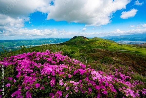 Fototapeta 烏帽子岳のミヤマキリシマ