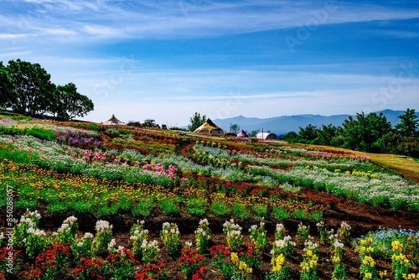 Fototapeta 久住高原の春彩の畑