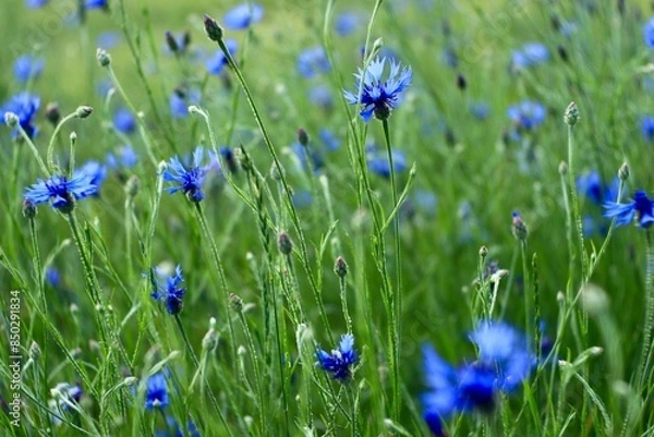 Obraz chaber bławatek kwitnacy w polu. Zielona łąka z niebieskimi kwiatkami. sielski widok