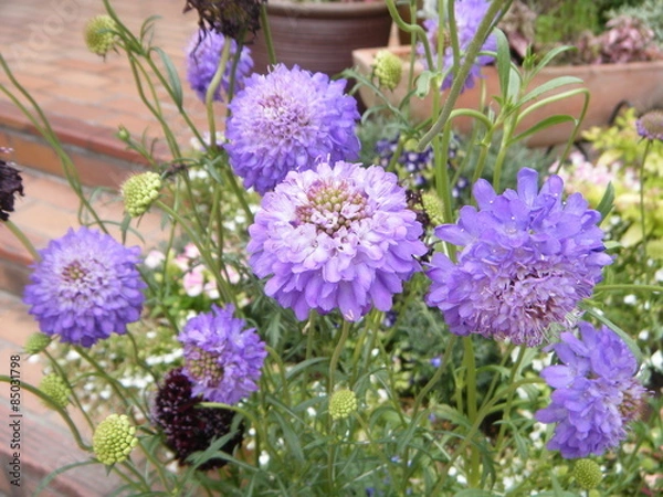 Obraz スカビオサ