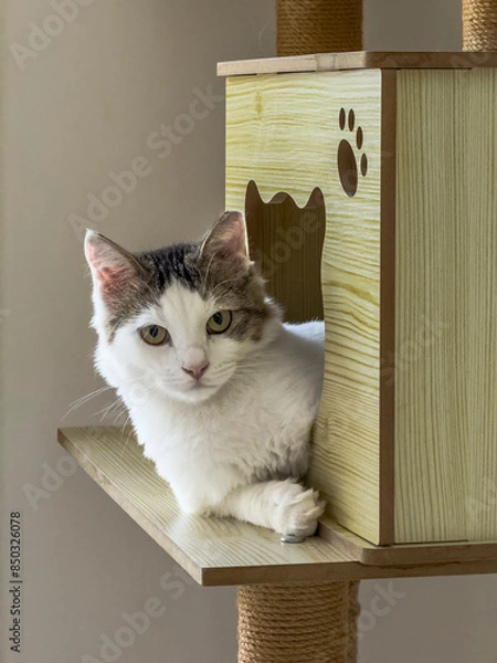 Obraz cat in the house 