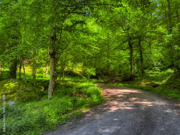 Fototapeta path in the forest