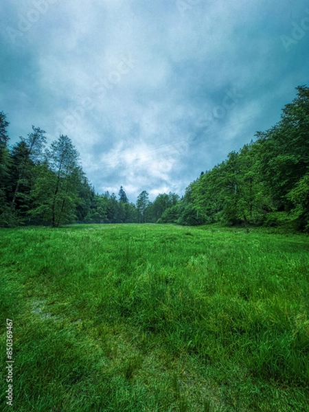 Obraz grass and blue sky