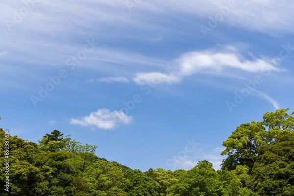 Obraz trees and sky