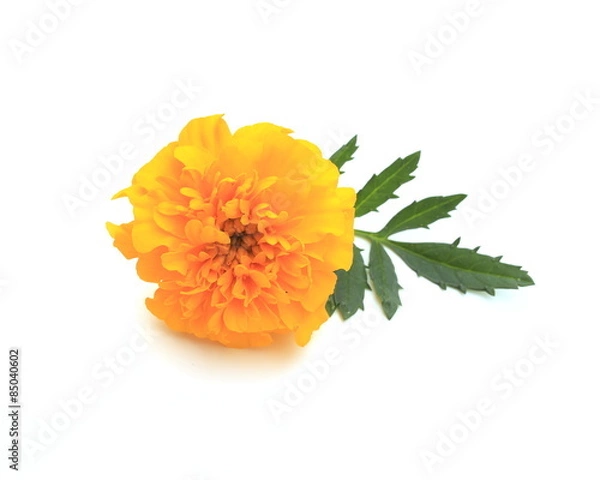 Obraz マリーゴールド