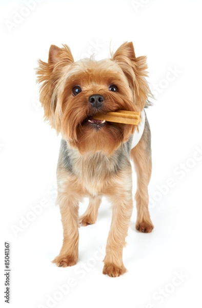 Obraz Yorkie chews dental stick
