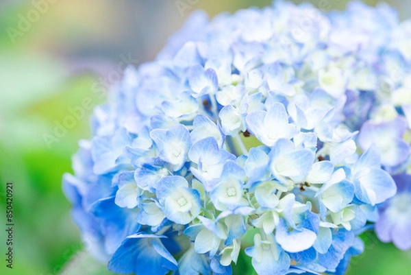 Obraz 青い紫陽花