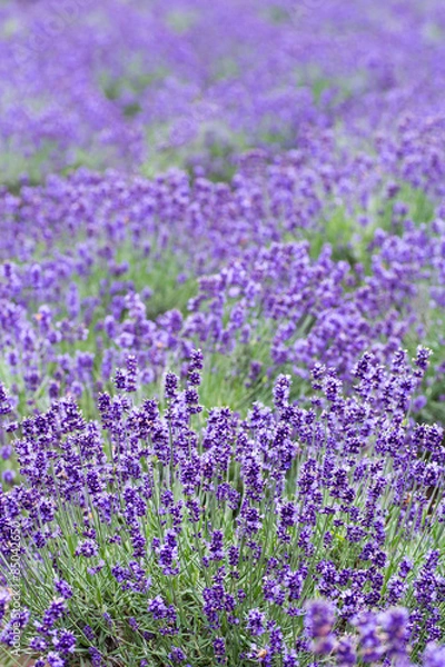 Fototapeta ラベンダー畑