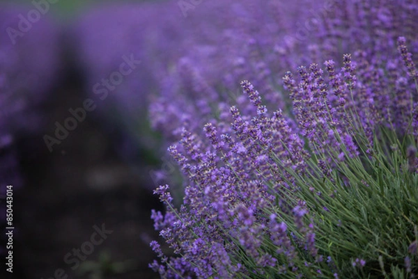 Fototapeta Field of lavender in the sunset light. Background with golden light. Purple lavender.