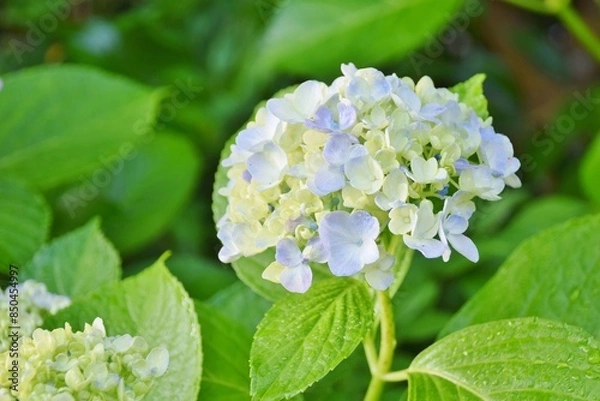 Fototapeta 紫陽花