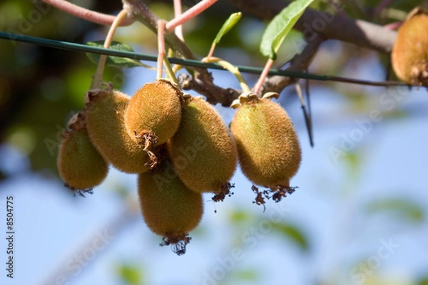 Fototapeta Actinidias et Kiwi