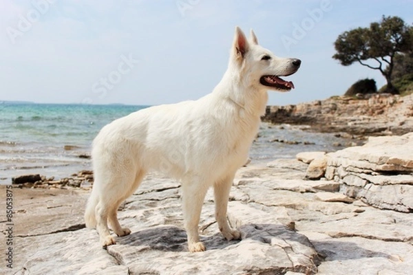Obraz Hund am Wasser