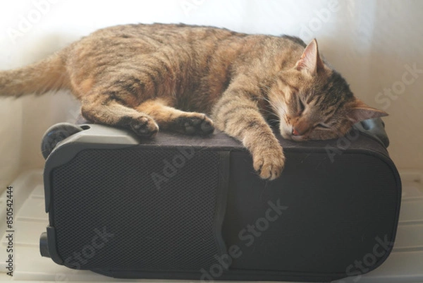 Obraz 眠るキジトラ