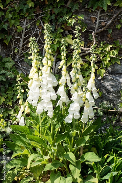 Obraz Weißer Fingerhut