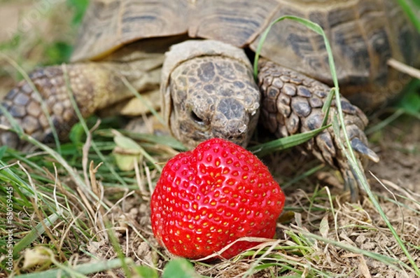 Obraz Russian tortoise eating strawberry