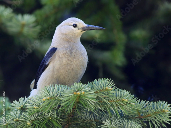 Obraz Clark's Nutcracker on a Branch