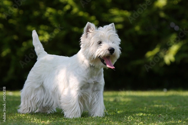 Obraz westie