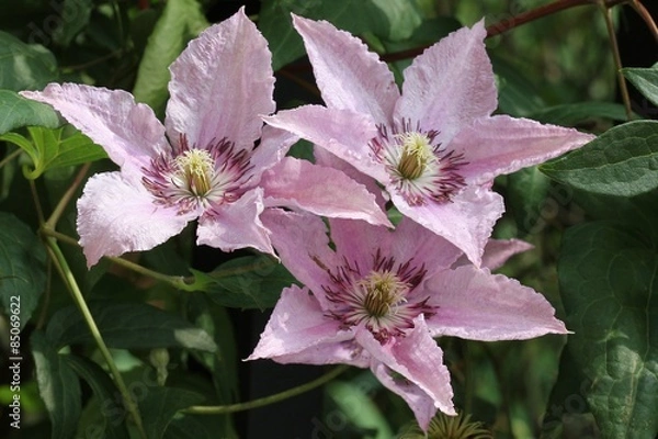 Fototapeta Clematis