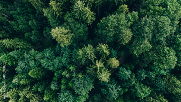 Fototapeta Aerial view of trees in forest in Germany