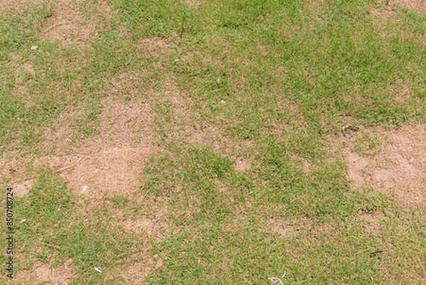 Fototapeta Dead grass of the nature background. a patch is caused by the destruction of fungus. Rhizoctonia Solani grass leaf change from green to dead brown in a circle lawn texture background dead dry grass.