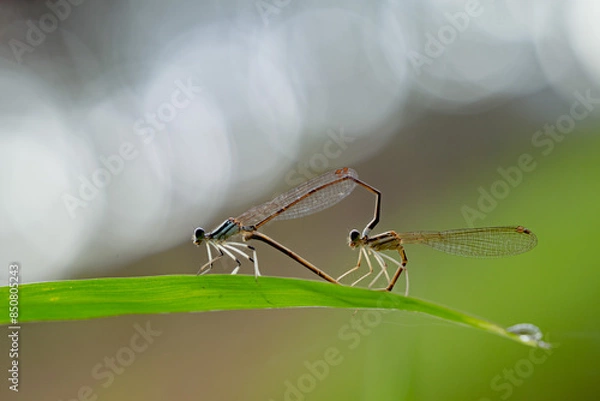 Obraz dragonfly mating