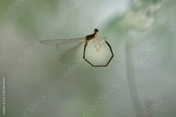 Fototapeta dragonfly mating