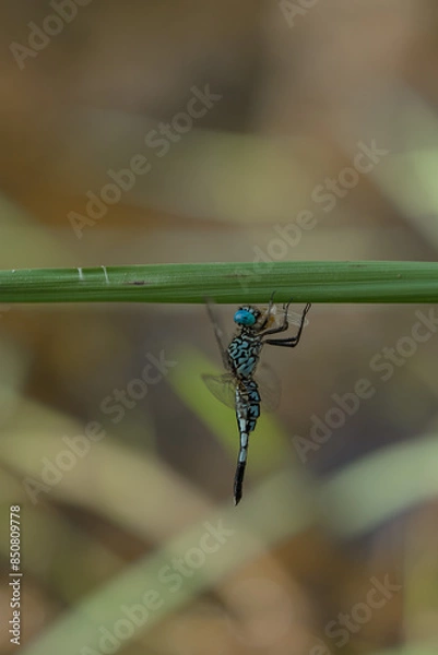 Fototapeta dragonfly mating