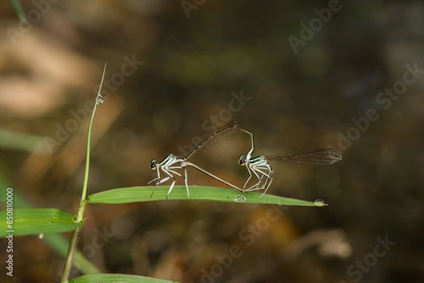 Fototapeta dragonfly mating