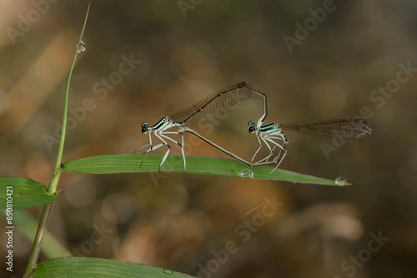 Obraz dragonfly mating